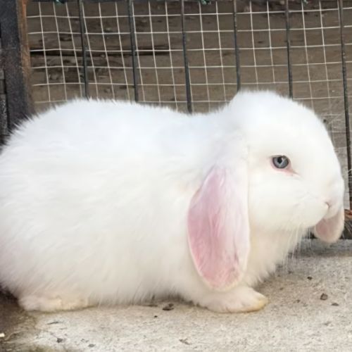 Lapin bélier géant français #7