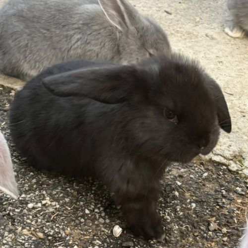 Lapin bélier géant français #8