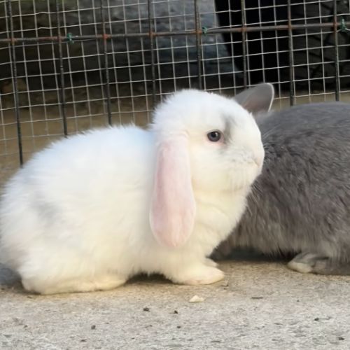 Lapin bélier géant français #9