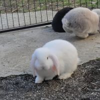 Lapin bélier géant français #1