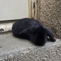 Lapin bélier géant français #3