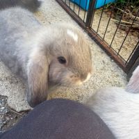 Lapin bélier géant français #4