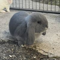 Lapin bélier géant français #5