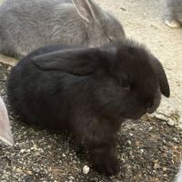 Lapin bélier géant français #8