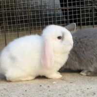 Lapin bélier géant français #9