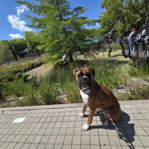 Cherche famille pour tyson #2