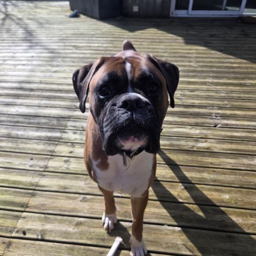 Cherche famille pour tyson #4