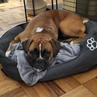 Cherche famille pour tyson