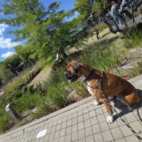 Cherche famille pour tyson #3