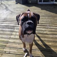 Cherche famille pour tyson #4