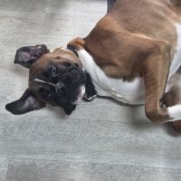 Cherche famille pour tyson #5