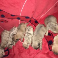 Magnifiques chiots bouledogue français