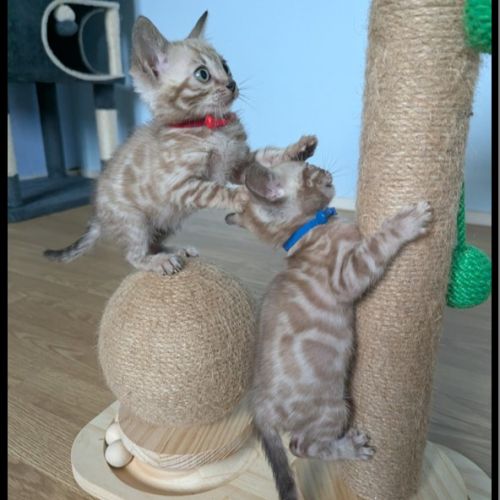 Magnifiques chatons bengal snow mink loof
