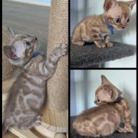 Magnifiques chatons bengal snow mink loof #2