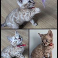 Magnifiques chatons bengal snow mink loof #3