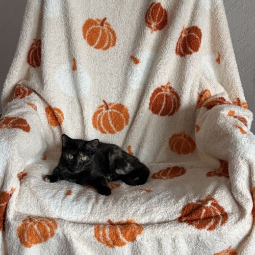 Lulu & tify, adorable duo à l'adoption #2