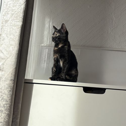 Lulu & tify, adorable duo à l'adoption #3
