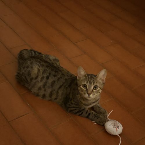 Lulu & tify, adorable duo à l'adoption #4