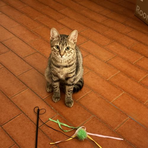 Lulu & tify, adorable duo à l'adoption #5