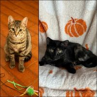 Lulu & tify, adorable duo à l'adoption