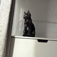 Lulu & tify, adorable duo à l'adoption #3