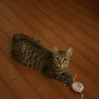 Lulu & tify, adorable duo à l'adoption #4