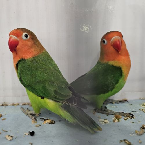 Couple d'inséparables