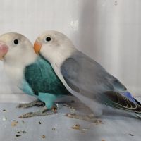Couple de fischer