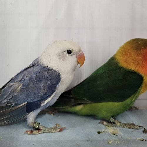 Couple de fischer