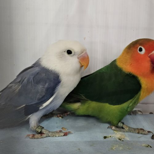 Couple de fischer #2