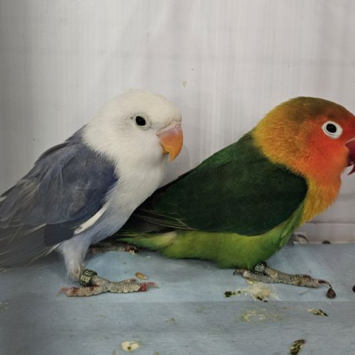 Couple de fischer #3