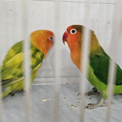 Couple d'inséparables