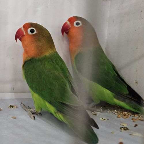 Couple d'inséparables de fischer
