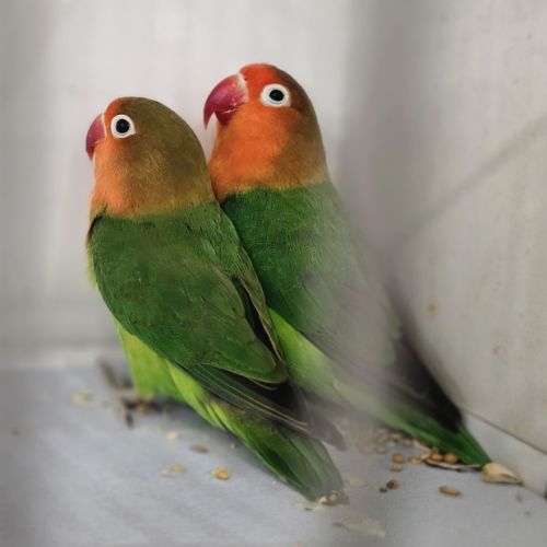 Couple d'inséparables de fischer #2