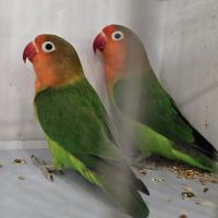 Couple d'inséparables de fischer
