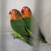Couple d'inséparables de fischer #3