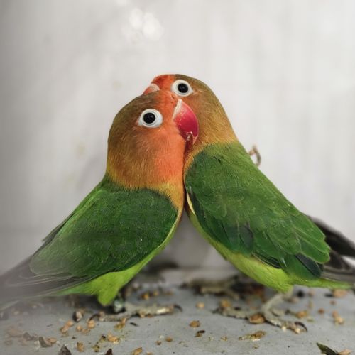 Couple d'inséparables #1