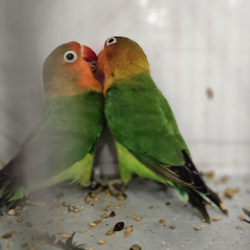 Couple d'inséparables
