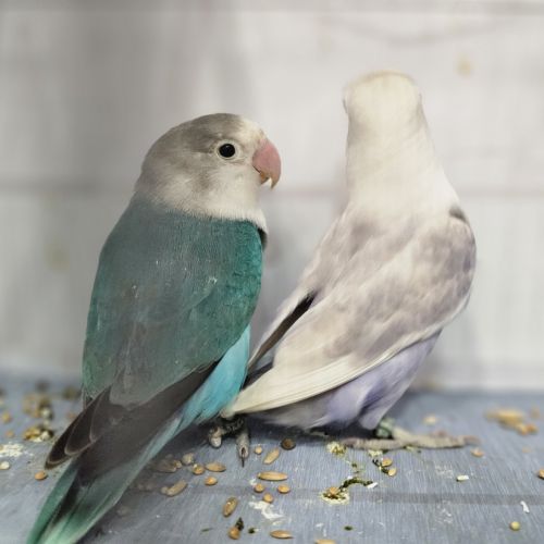 Couple d'inséparables de fischer #2