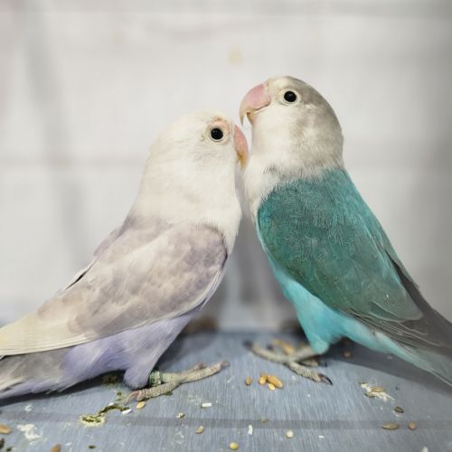 Couple d'inséparables de fischer