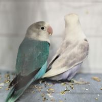 Couple d'inséparables de fischer #2