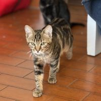 Lili, adorable chaton à l'adoption