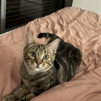 Lili, adorable chaton à l'adoption #2