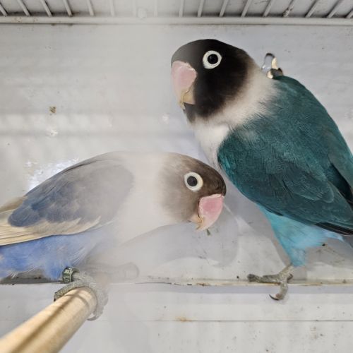 Couple de personata