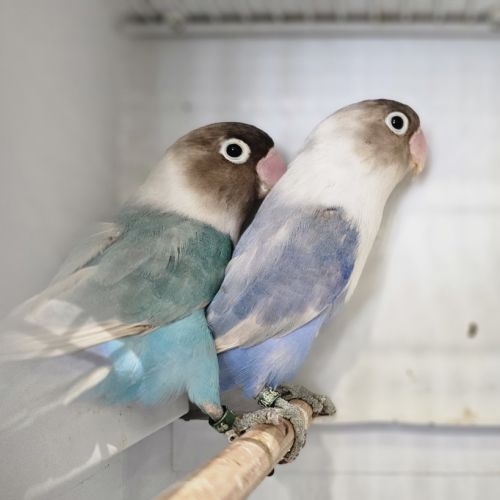 Couple de personata