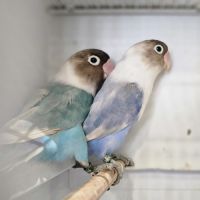Couple de personata