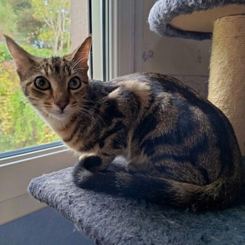 Capone, adorable chaton à l'adoption #0