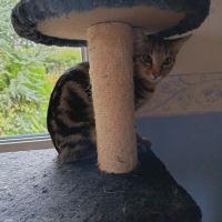 Capone, adorable chaton à l'adoption #1