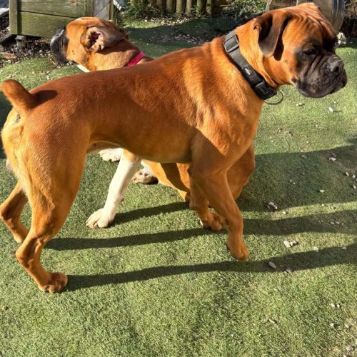 Chiots boxers  naissance imminente #1