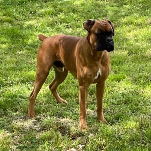 Chiots boxers  naissance imminente #2